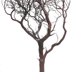 SALE - Natural Red Manzanita Branches, 36" Tall