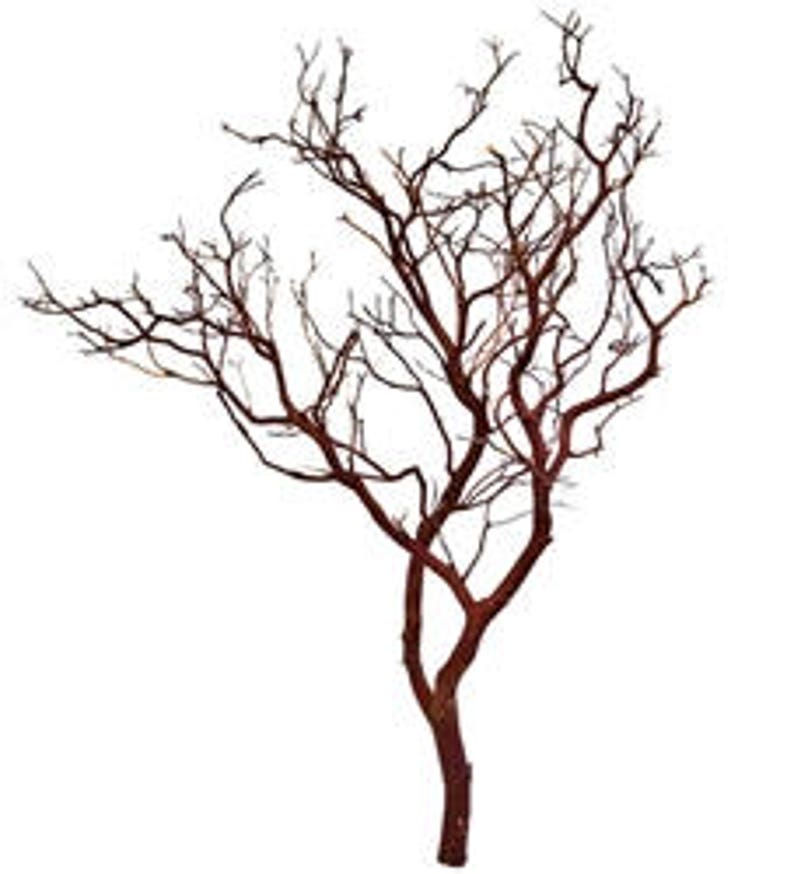 Natural Red Manzanita Branch/Tree 30 tall image 1