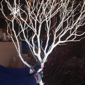 Sandblasted Manzanita Branch/Tree - 1 piece, 48" tall