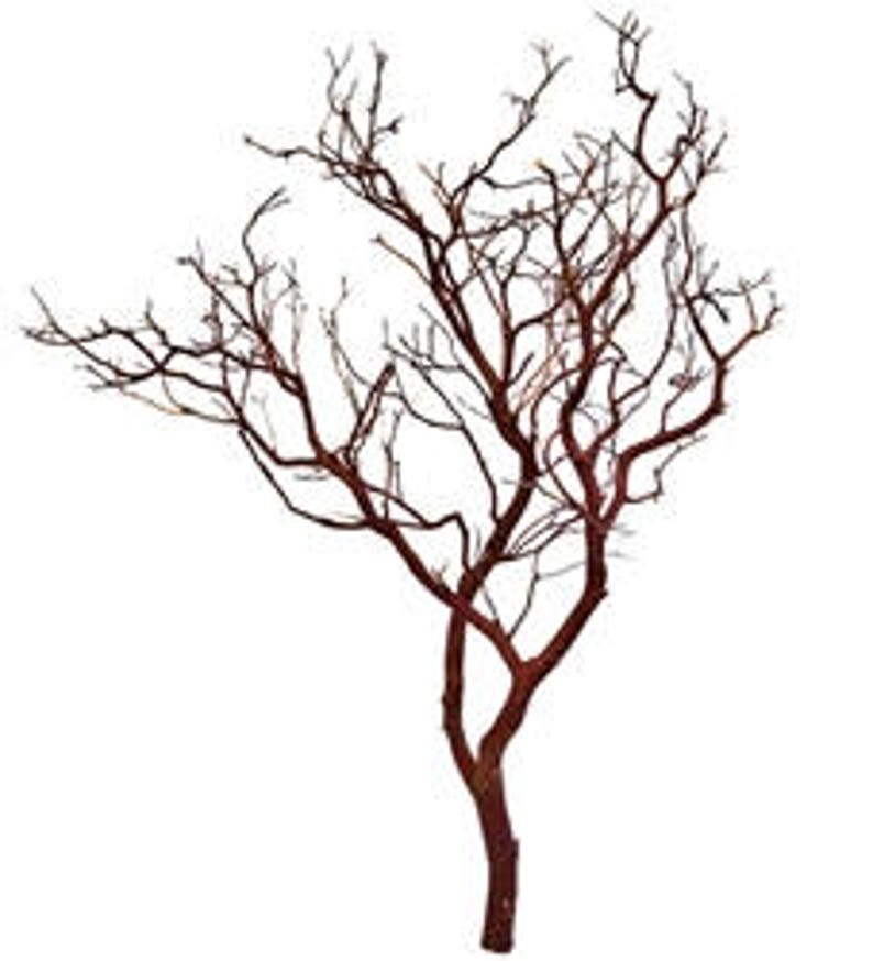 Natural Red Manzanita Branch/Tree, 30 tall, 2 pieces image 1