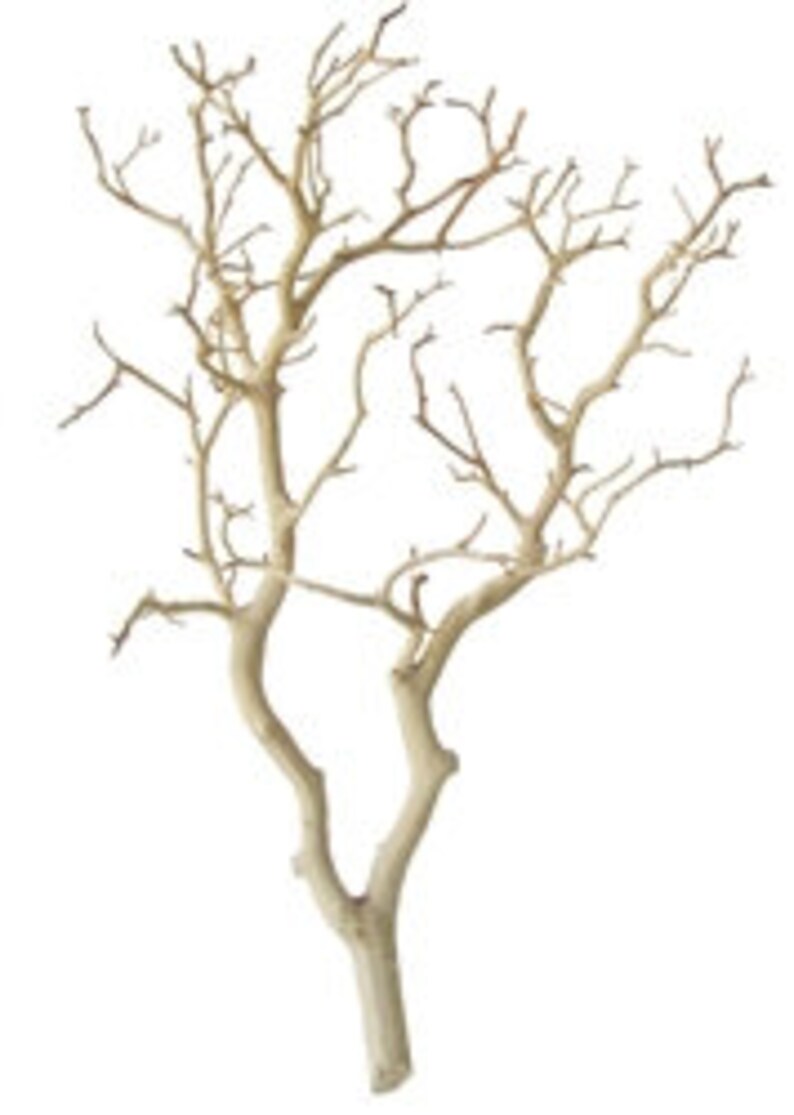 Sandblasted Manzanita Branch/tree 24 Inches Tall Etsy