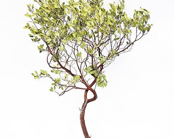 Natural Red Manzanita Branch/Tree, with Leaves, 18" tall