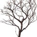see more listings in the Natural Red Manzanita section