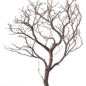 Natural Red Manzanita Branches/Trees - 2 pieces, 24" tall