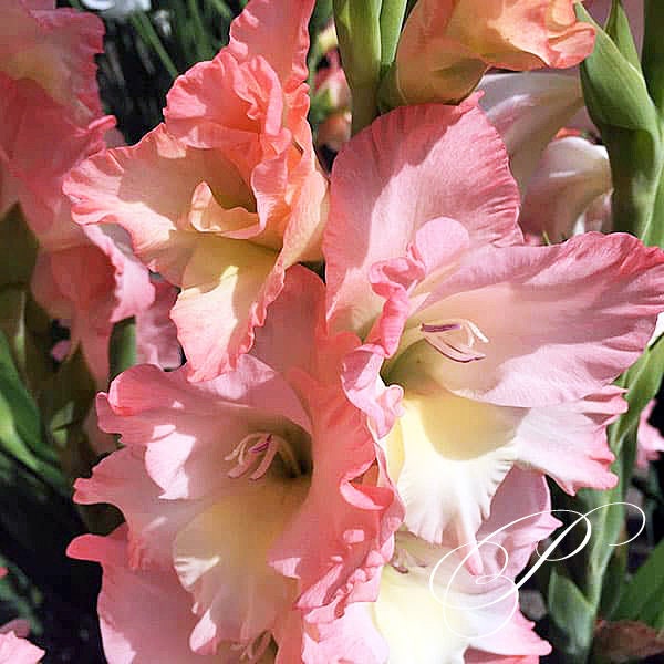 PreOrder SALE Careless Gladiolus Corms Bulbs Great Cut Etsy