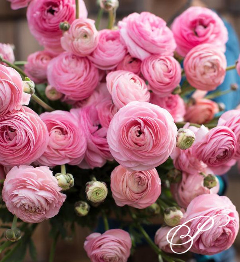 FALL SALE Marshmallow Half Cloni Ranunculus Corms Bulbs Etsy