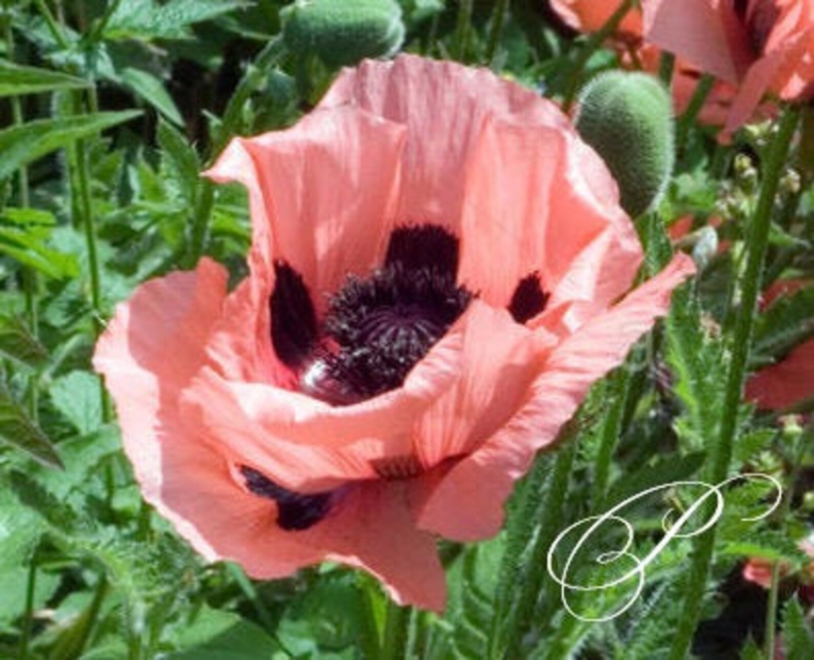 PreOrder SALE Mrs. Perry Oriental Poppy Roots Bareroot Etsy