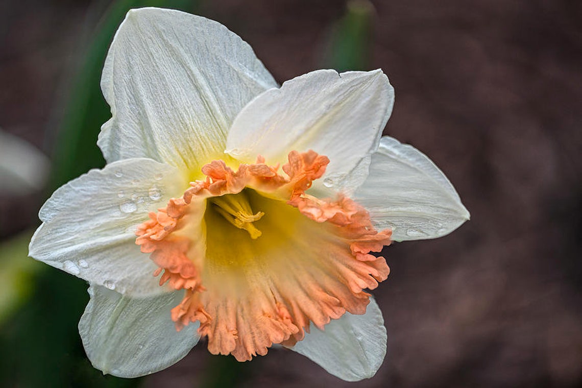 FALL SALE Giant British Gamble Trumpet Daffodil Bulbs Double Etsy