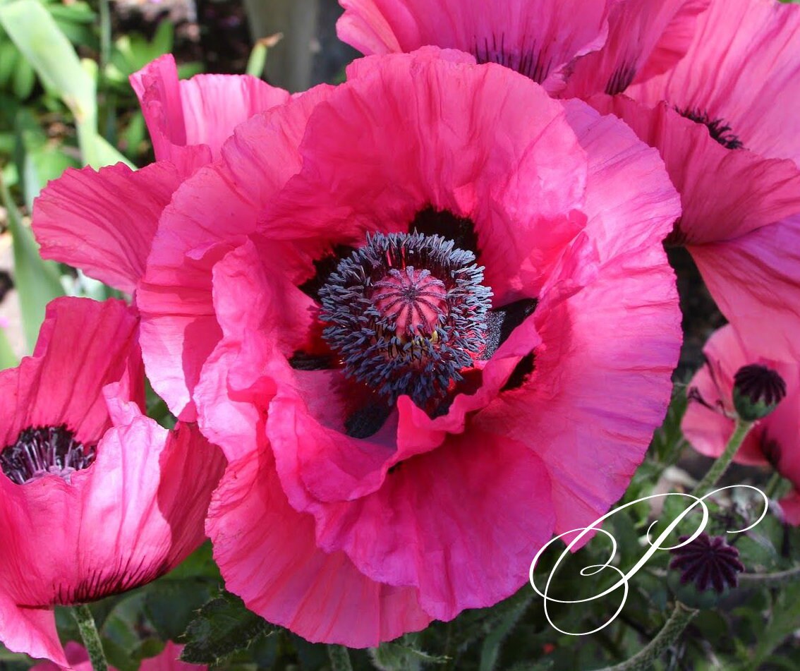 PreOrder SALE Raspberry Queen Oriental Poppy Roots Bareroot Etsy