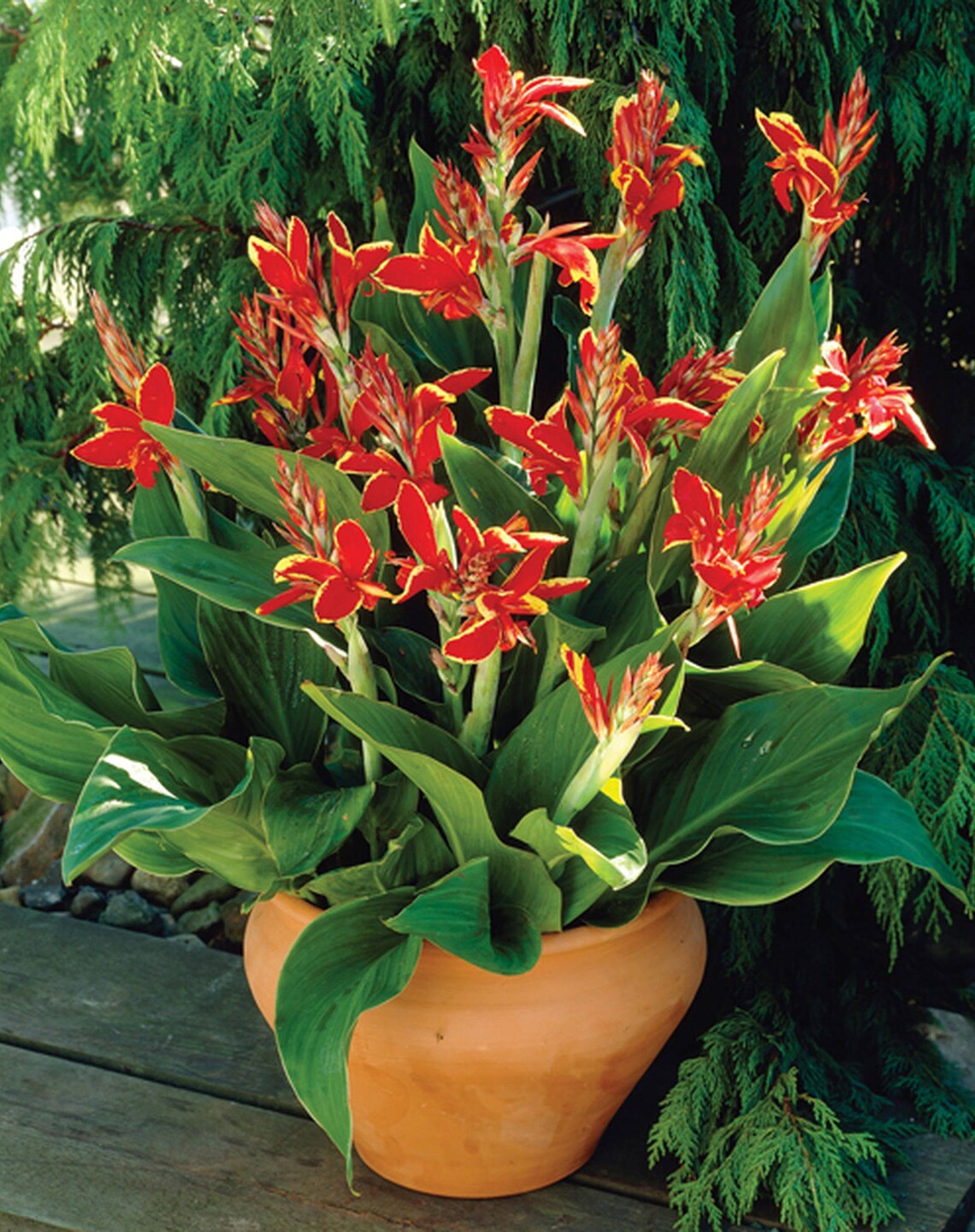 PreOrder SALE Lucifer Dwarf Canna Lily Rhizome Red Etsy