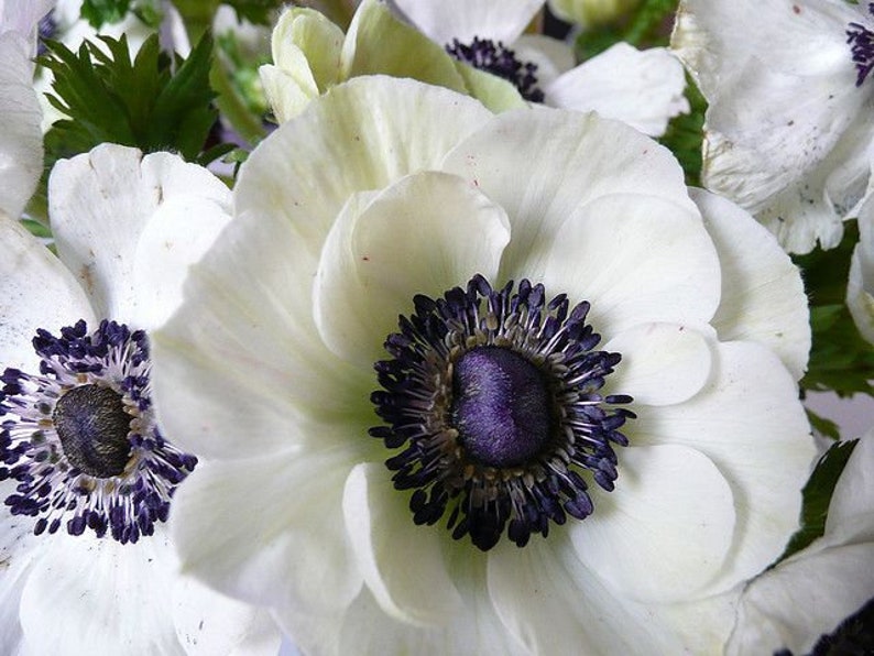 FALL SALE White Anemone Corms Bulbs Black and White Blooms Etsy