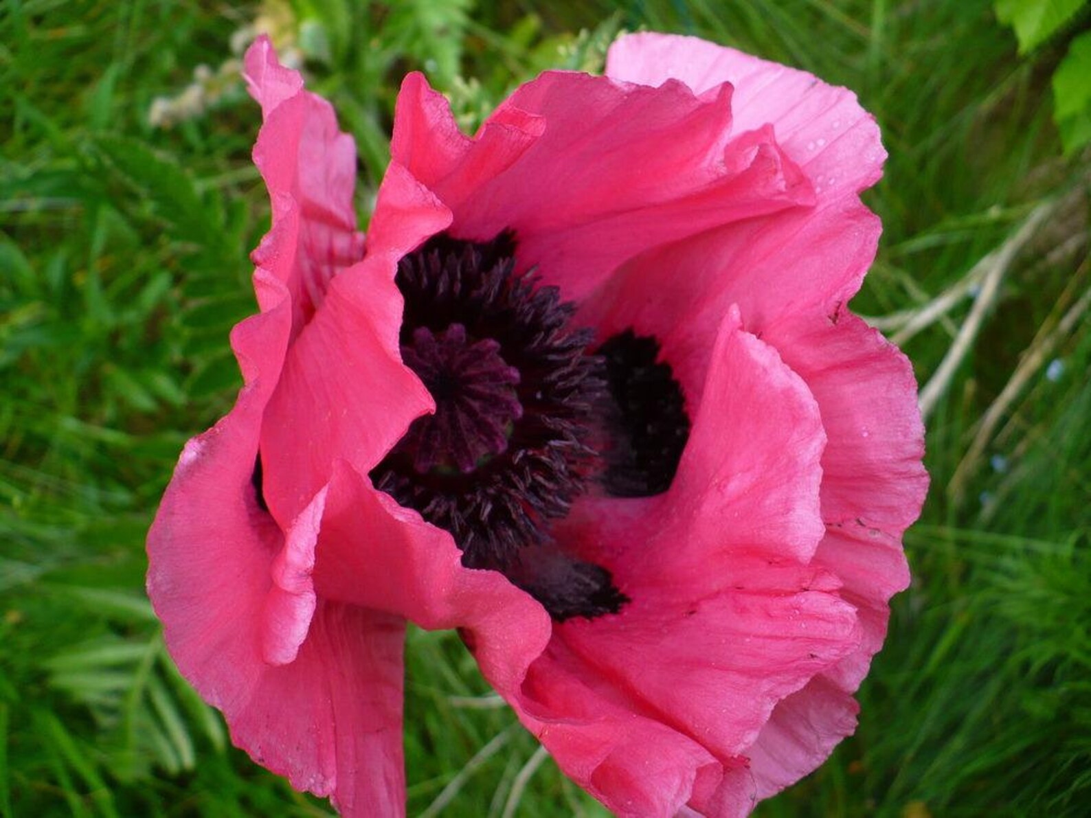 PreOrder SALE Raspberry Queen Oriental Poppy Roots Bareroot Etsy