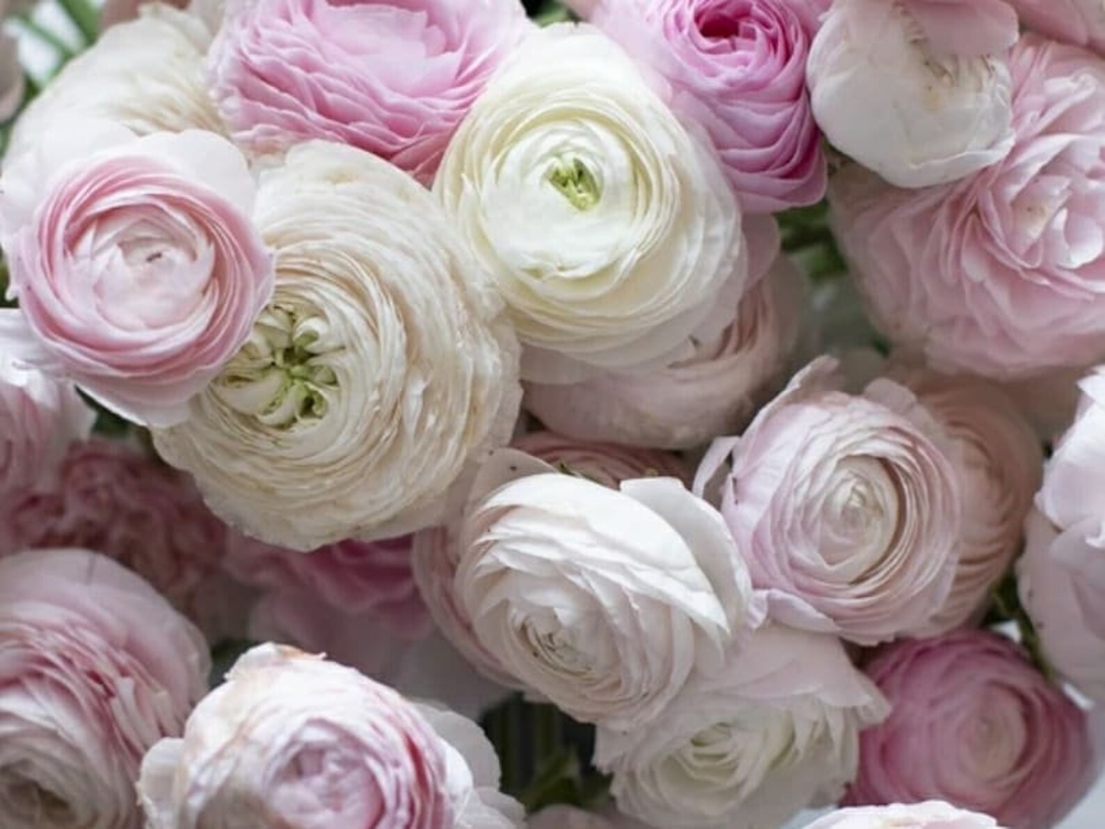 PreOrder SALE Rare Chamallow Ranunculus Corms Bulbs Pale Etsy