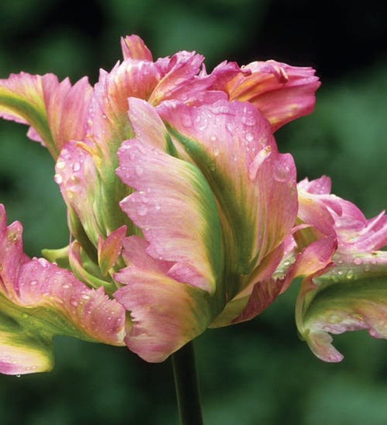 FALL SALE Green Wave Parrot Tulip Bulbs Top Size Etsy