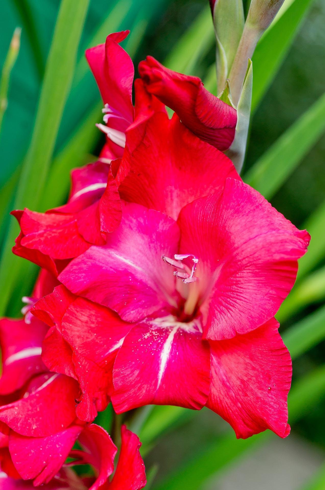 PreOrder SALE Natan Gladiolus Corms Bulbs Great Cut
