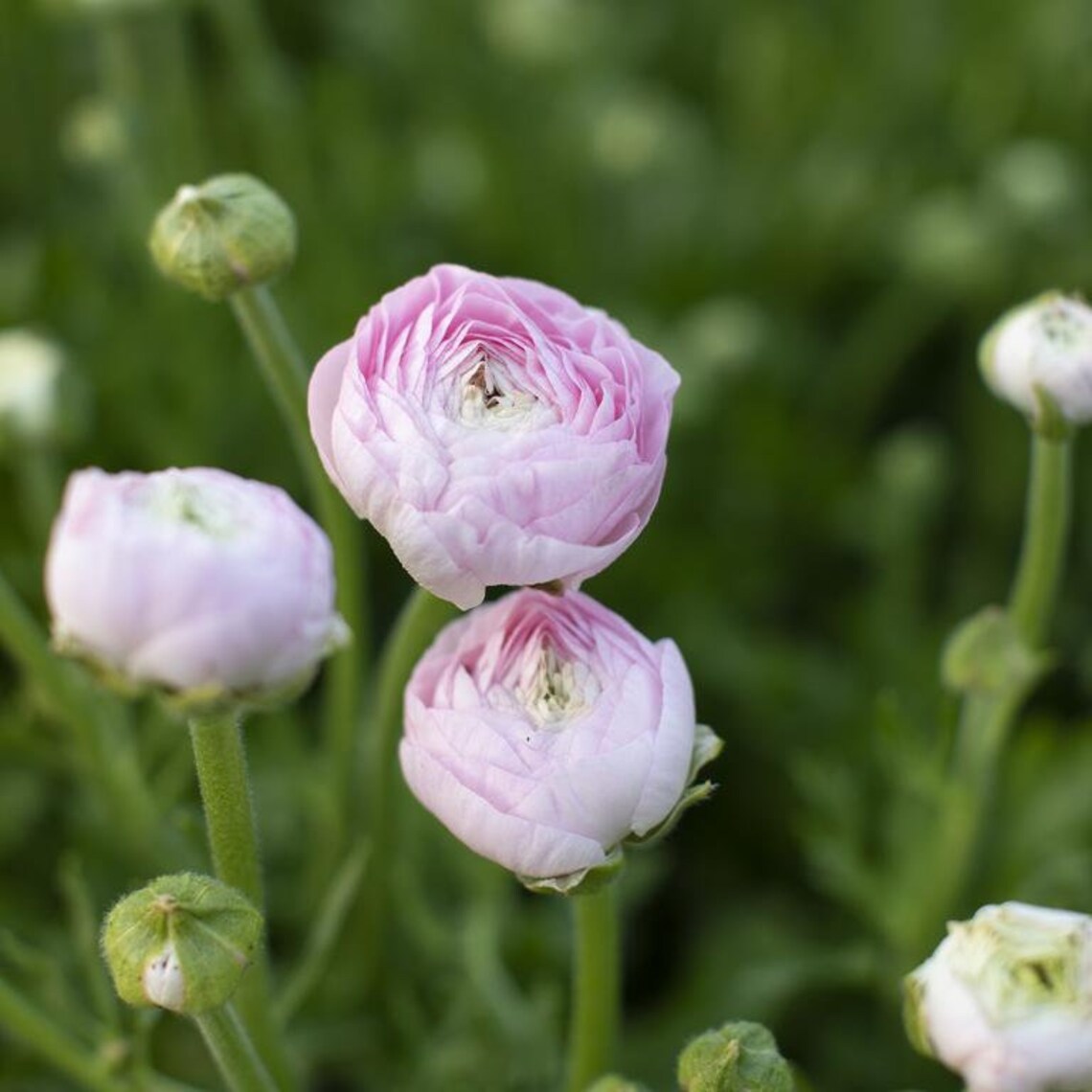 PreOrder SALE Rare Chamallow Ranunculus Corms Bulbs Pale Etsy