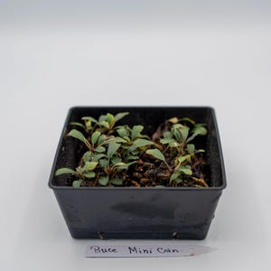 May include: A black square plastic pot containing small green aquatic plants with reddish stems, planted in dark soil. A white rectangular plant marker is placed in front of the pot with the handwritten text Buce Mini Coin in black ink.