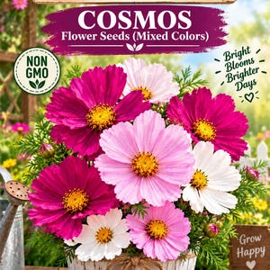 May include: A packet of Cosmos flower seeds featuring a wooden sign labeled SeedsVariety Etsy Store. The image displays vibrant pink, magenta, and white cosmos flowers with yellow centers in a white pot, with text stating Non GMO and Bright Blooms.
