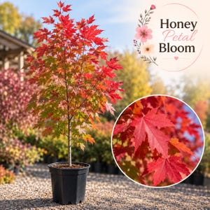 May include: A potted maple tree with vibrant red and green leaves in a black plastic container. A circular inset shows a close-up of the serrated red foliage. The text Honey Petal Bloom is displayed in the upper right corner with floral graphics.