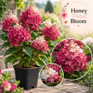 May include: A potted hydrangea plant with vibrant pink and white conical flower clusters and green leaves. The text Honey Petal Bloom is displayed in the upper right corner. Two circular insets show close-up views of the flower heads.