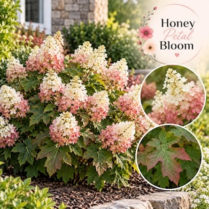 May include: A Hydrangea quercifolia shrub featuring cone-shaped flower clusters that transition from white to pink, with lobed green leaves showing reddish tints. A circular graphic overlay displays the text Honey Petal Bloom with floral accents.