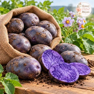 May include: A burlap sack filled with dark purple potatoes, some with soil residue, resting on a wooden surface. Several whole potatoes and two sliced halves reveal a vibrant deep purple interior. A logo reads Honey Petal Bloom.