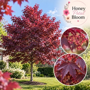 May include: A Japanese maple tree with deep red, palmate leaves standing in a green lawn. The image includes a circular logo with the text Honey Petal Bloom, a circular inset showing small red flowers, and a circular inset showing a single leaf.