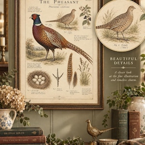 Op de afbeelding: Een ingelijste educatieve print getiteld The Pheasant Phasianus colchicus met gedetailleerde illustraties van een mannelijke fazant, een vrouwtje, een nest met eieren, een voetafdruk, veren en braamstruiken met beschrijvende tekst.