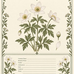 May include: A botanical print titled Page 06 - Wood Anemone, Anemone nemorosa, from the Winterfeld Herbarium Collection. It features a central illustration of white flowers with yellow centers and green leaves, framed by floral borders and a data entry section.