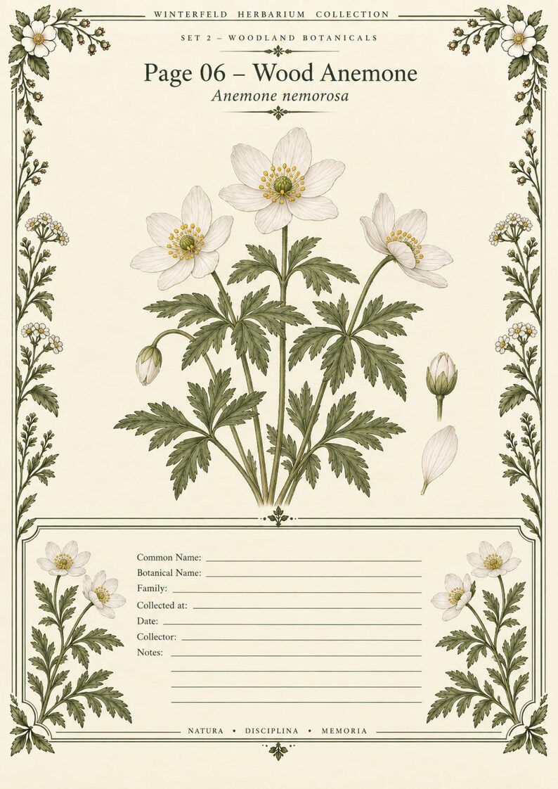 May include: A botanical print titled Page 06 - Wood Anemone, Anemone nemorosa, from the Winterfeld Herbarium Collection. It features a central illustration of white flowers with yellow centers and green leaves, framed by floral borders and a data entry section.