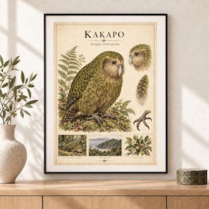 Puede incluir: Un p&oacute;ster educativo enmarcado titulado KAKAPO Strigops habroptilus que muestra un gran loro lechuza verde, un primer plano de su cabeza, una pluma, una garra y tres ilustraciones m&aacute;s peque&ntilde;as que representan su h&aacute;bitat, Nueva Zelanda y flora.
