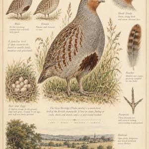 Peut inclure: Une affiche &eacute;ducative d&eacute;taill&eacute;e intitul&eacute;e The Grey Partridge Perdix perdix pr&eacute;sentant des illustrations de l'oiseau, son nid avec des &oelig;ufs, une plume, une empreinte et un habitat naturel. Le texte fournit des informations biologiques.