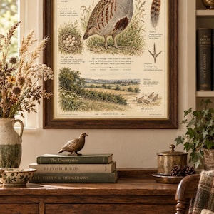 Peut inclure: Une impression &eacute;ducative encadr&eacute;e intitul&eacute;e The Grey Partridge Perdix perdix, pr&eacute;sentant des illustrations d&eacute;taill&eacute;es de l'oiseau, de ses &oelig;ufs, d'une plume, d'une empreinte et d'un paysage, sur un fond cr&egrave;me avec du texte descriptif.