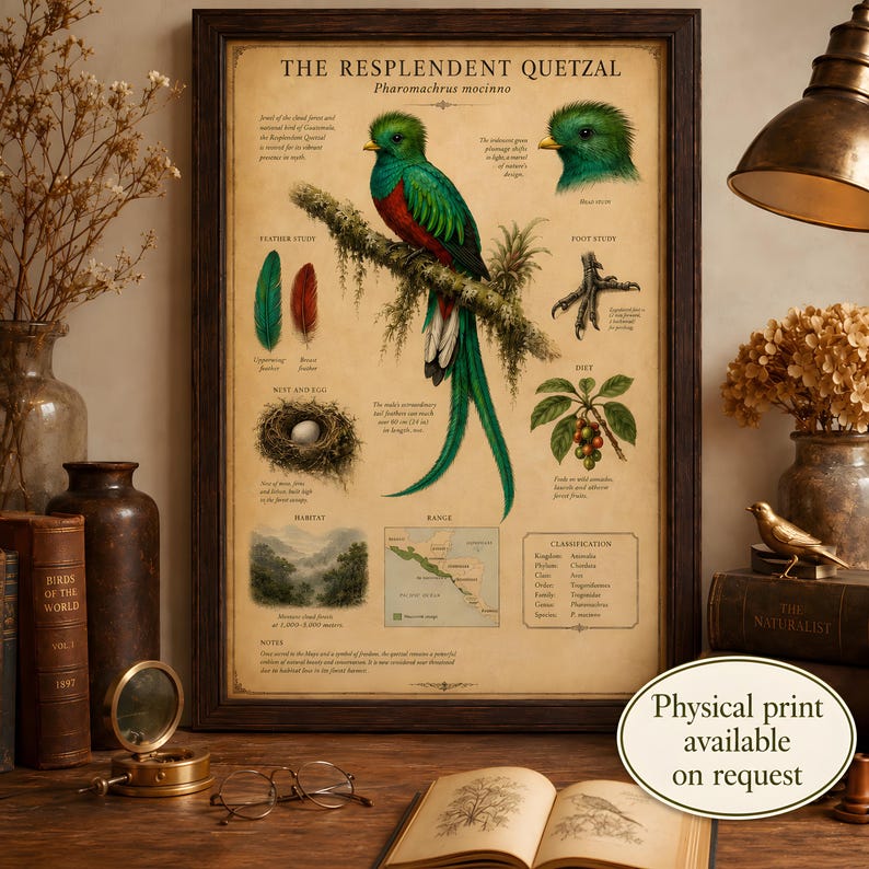 Puede incluir: Un p&oacute;ster educativo enmarcado titulado The Resplendent Quetzal, que presenta una ilustraci&oacute;n detallada del ave, sus plumas, pata, nido, huevo, dieta, h&aacute;bitat y un mapa de distribuci&oacute;n sobre un fondo de pergamino.