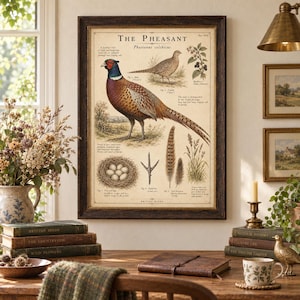 Op de afbeelding: Een ingelijste educatieve print getiteld The Pheasant, Phasianus colchicus, met gedetailleerde illustraties van een mannelijke en vrouwelijke fazant, een nest met eieren, een vogelpootafdruk, veren en een braamstruiktak met beschrijvende tekst.