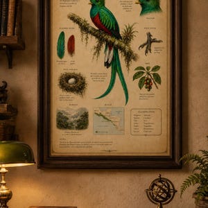 Puede incluir: Un p&oacute;ster educativo enmarcado titulado The Resplendent Quetzal, Pharomachrus mocinno, que presenta una ilustraci&oacute;n central de un ave verde y roja sobre una rama, con diagramas m&aacute;s peque&ntilde;os de plumas, una pata, un nido, un mapa y texto.