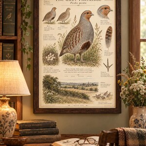 Peut inclure: Une affiche &eacute;ducative encadr&eacute;e intitul&eacute;e The Grey Partridge Perdix perdix pr&eacute;sentant des illustrations d&eacute;taill&eacute;es de l'oiseau, de ses &oelig;ufs dans un nid, d'une plume, d'une empreinte et de son habitat naturel, avec du texte descriptif.