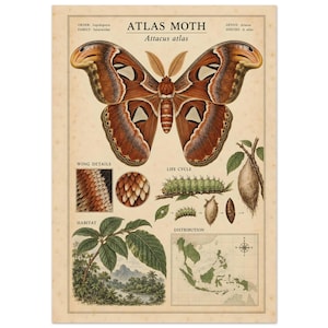 Puede incluir: Un póster educativo de estilo vintage con una ilustración de una gran polilla Atlas con alas marrones, naranjas y blancas. Incluye secciones de detalles de alas, ciclo de vida, hábitat y un mapa de distribución del sudeste asiático.