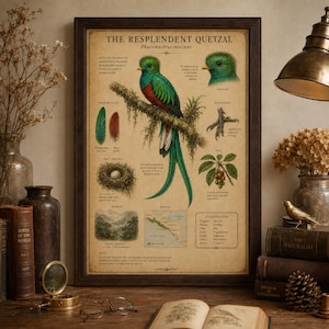 Puede incluir: Un p&oacute;ster educativo enmarcado titulado The Resplendent Quetzal, con una ilustraci&oacute;n detallada del ave, sus plumas, nido, pata y dieta. La impresi&oacute;n incluye un mapa de su rango, clasificaci&oacute;n cient&iacute;fica y texto descriptivo.