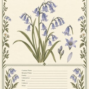 May include: A botanical print titled Winterfeld Herbarium Collection Set 2 Woodland Botanicals featuring a bluebell Hyacinthoides non-scripta illustration. The page includes a central flower cluster, detailed floral borders, and a data entry section.