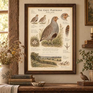 Peut inclure: Une affiche &eacute;ducative encadr&eacute;e intitul&eacute;e The Grey Partridge pr&eacute;sentant des illustrations d&eacute;taill&eacute;es de l'oiseau, de son nid avec des &oelig;ufs, d'une plume, d'une empreinte et d'un paysage, avec des textes descriptifs sur fond cr&egrave;me.