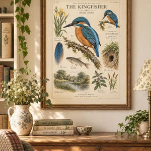 May include: A framed educational wall print titled The Natural History of The Kingfisher, featuring detailed illustrations of the bird, a feather, a fish, a river landscape, and plants, all labeled with scientific and common names in black text.