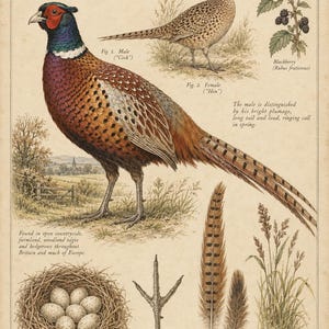 Op de afbeelding: Een educatieve print in vintage-stijl getiteld The Pheasant, Phasianus colchicus, met gedetailleerde illustraties van een mannelijke en vrouwelijke fazant, een nest met eieren, een voetafdruk, staartveren, braamstruiken en grassen met tekst.