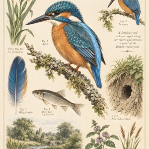 May include: A natural history poster titled The Natural History of The Kingfisher, Alcedo atthis. It features detailed illustrations of a kingfisher, a yellow flag iris, a wing feather, a river fish, a river bank nest, a river landscape, water mint, and reeds.