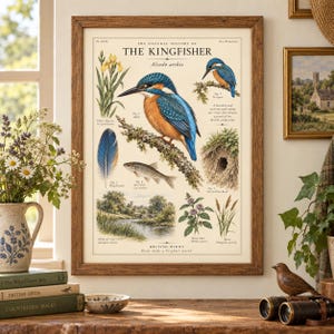 May include: A framed educational print titled The Natural History of The Kingfisher, featuring detailed illustrations of the bird, a fish, a feather, a nest, and plants. The text includes scientific names and descriptive labels on a cream background.