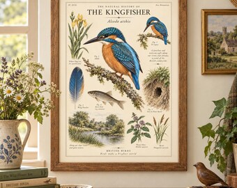 Op de afbeelding: Een ingelijste educatieve print getiteld The Natural History of The Kingfisher, met gedetailleerde illustraties van de vogel, een vis, een veer, een nest en planten. De tekst bevat wetenschappelijke namen op een crèmekleurige achtergrond.