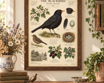 May include: A framed educational print titled THE BLACKBIRD Turdus merula featuring detailed illustrations of a male and female blackbird, a nest with eggs, a feather, hawthorn flowers, blackberries, and ivy, with descriptive text in English.