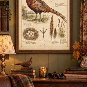 Op de afbeelding: Een ingelijste educatieve print getiteld The Pheasant Phasianus colchicus met gedetailleerde illustraties van een mannelijke en vrouwelijke fazant, een nest met eieren, een voetafdruk, staartveren en een braamstruiktak met Engelse tekst.