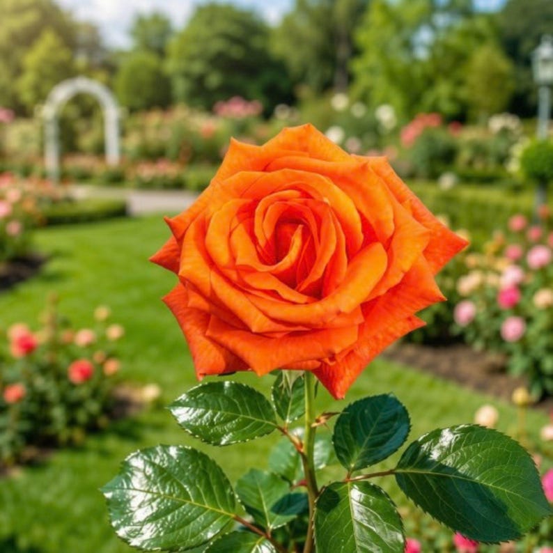 Orange Roses On Riverside MARINA Floribunda Rose 1 Gallon – Salmon Orange Everblooming Rose Bush ...