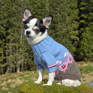 Puede incluir: Un pequeño chihuahua blanco y negro con un suéter azul tejido con diseños de cerdos rosas. El perro está sentado en un lecho de musgo.